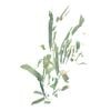그림자 공동체 [Shadow Community] - 동요 / 할시온의 관