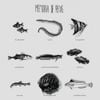 Memória de Peixe