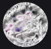 Exael + Arad Acid - Furi
