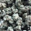 Phil The Agony & DirtyDiggs - Steady Strains Sampler