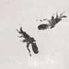 Views / Octopus EP