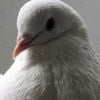 Mukogenerator