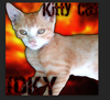 ID KY - Kitty Cat