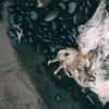 Crowning - Survival/Sickness