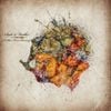 Scale & Feather - A Slow Forest Burning