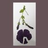 Swallowtail - The Bloom / The Blossom