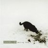 Dandelion (II) - Melting Snow