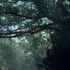 Lindsheaven Virtual Plaza - Rainforest Hill (I + II)