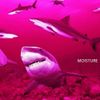 Lofty305 - Moisture