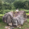 Ichiko Aoba Plays on a Rock