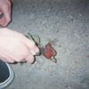 Birds Fear Death - Pigeon Days