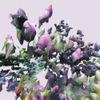 Enofa - All Roads Lead to Polesworth