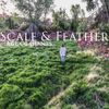 Scale & Feather - Age of Giants