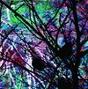 Merzbow - 雀色2