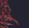 Merzbow - Black Rome