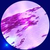 Liz Bordeaux - periwinkle star