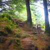 CHEWIE - Marrowbone Lane
