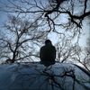 Maxim Mental - Evermore (and the Grammy Goes to)