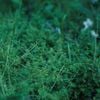 chouchou merged syrups. - clepsydra