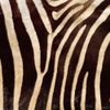 Dancing Zoo