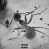 DUSTY - INSECTS