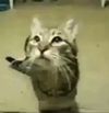 lvusm - Meow