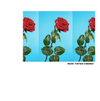 Tyler, The Creator - ROSE TINTED CHEEKS *2016 rough draft*