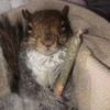 Weed Squirrel - Weed Squirrel
