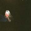 Erin - Lacrime rosse