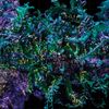 Ben Frost - Broken Spectre