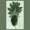 J. Wiegold - Norfolk Serpent