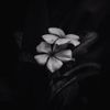 Ephemeral