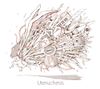 Marmalade butcher - Uteruchesis