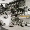 Billy Bragg & Wilco - Mermaid Avenue Vol. II