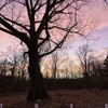 MalinKi - Tree