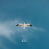Kashways - Wings
