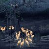 I Saw Les Monte - foxfires at the changing tree