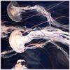 Purl & Sinius - Oceans of Sound