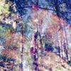 Over The Trees - From The Sidewalk
