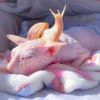 angelus - sphynx