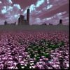 lexycat - flowerfield