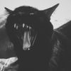 PISSKISS - black cat