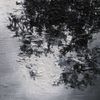 Silent Whale Becomes A Dream - Canopy