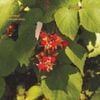 Adeline Hotel - Hot Fruit