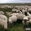 Grey Sheep
