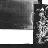 Cremation Lily - Lovers Against the Rocks