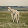 THORNAPPLE - Animal
