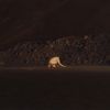 Lecx Stacy - A GLINT IN THE HOLOCENE!