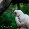 Stupid Fucking Bird Music