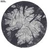 Grouper - Hold/Sick